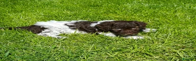 Lagotto Romagnolo Puppy 4
