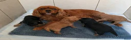 Cavapoo dogs for sale: F1 CAVAPOO PUPPIES - Advert 4