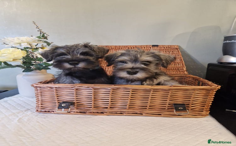 Miniature Schnauzer dogs - Advert 11