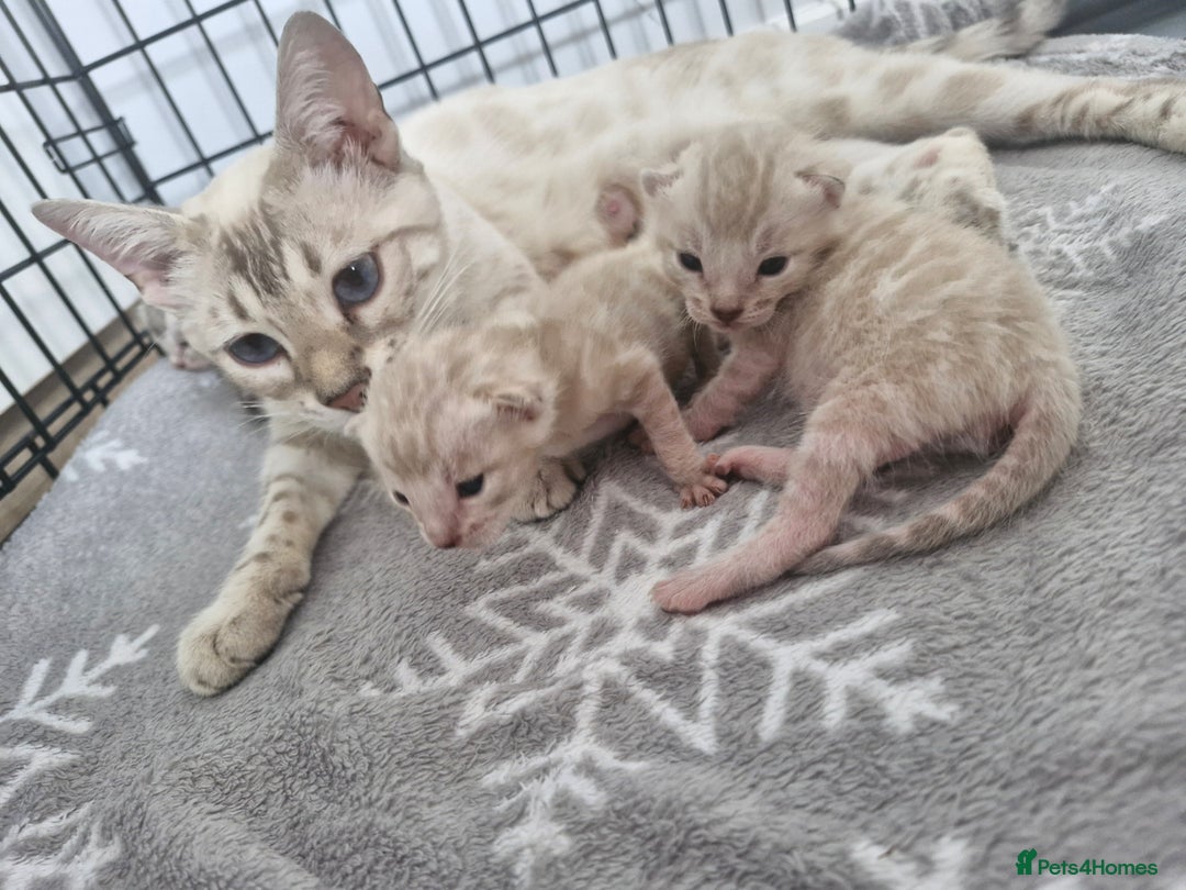 Bengal cats for sale: LAST 1! HEALTH TESTED bengal kittens TICA  - Image 8