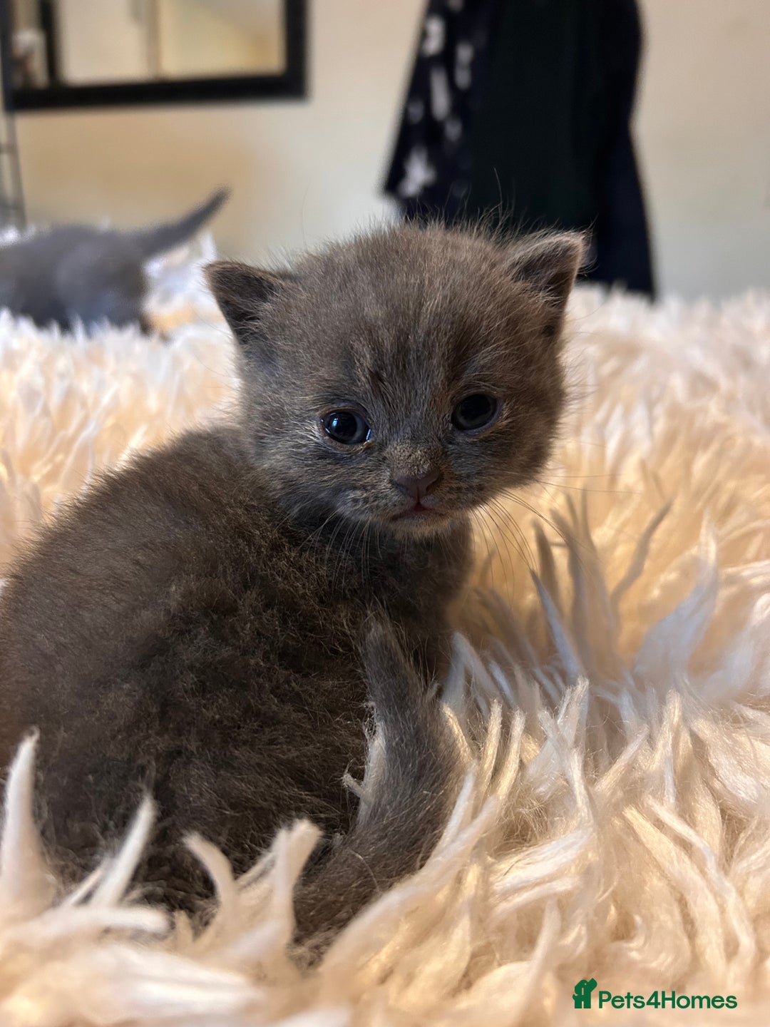 British Shorthair cats for sale: Pedigree British shorthair kittens - Image 14