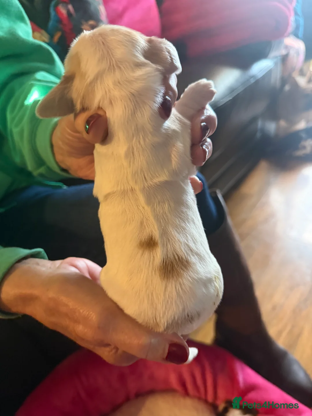 Cocker Spaniel dogs for sale: Show cocker spaniel pups - Advert 33