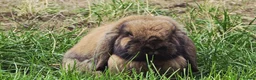 Mini Lion Lop rabbits for sale: Two Mini Lops - Male  - Advert 9