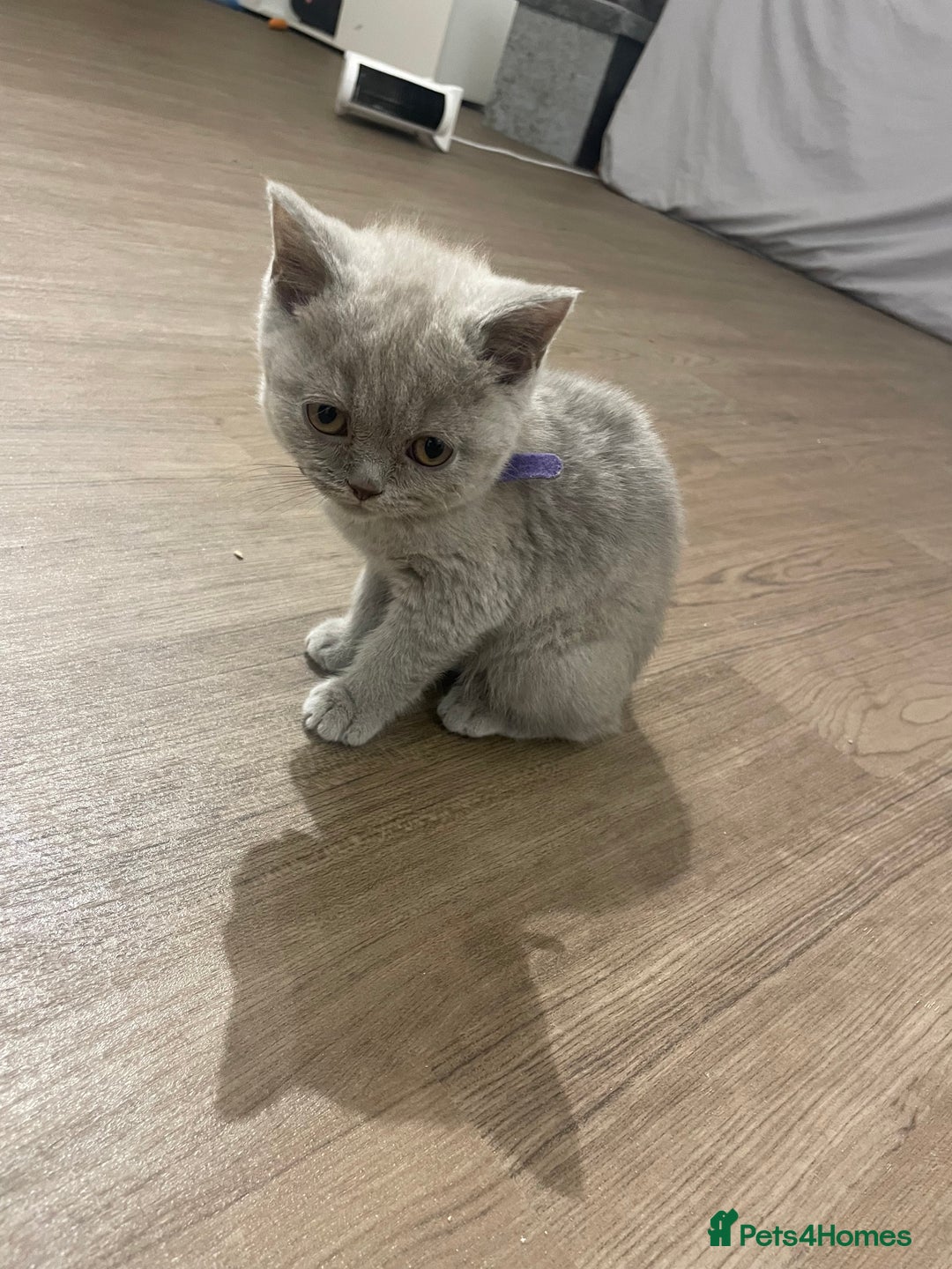 British Shorthair cats for sale:  British shorthair kittens Pedigree registered - Advert 35