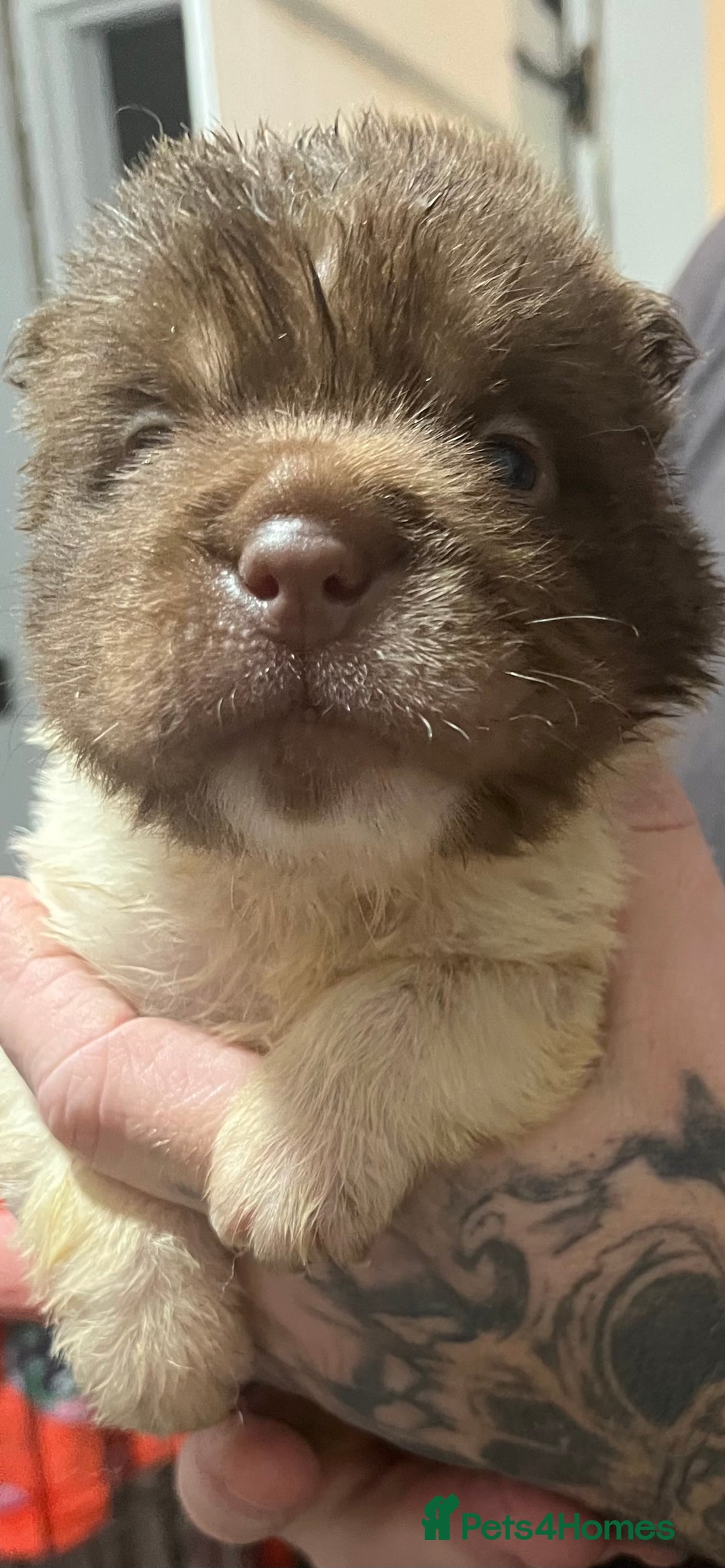 Shar Pei dogs for sale: Ready now amazing bear coat !!!!  - Advert 10