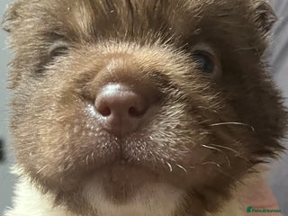 Shar Pei dogs Amazing flower bear coat !!! - Advert 14