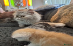 Exotic cats for sale: Superb Exotic Chinchilla kittens - Health tested  - Image 20