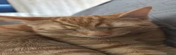 Mixed Breed cats for sale: 2 ginger 5 month old kittens ( bonded ) - Advert 4