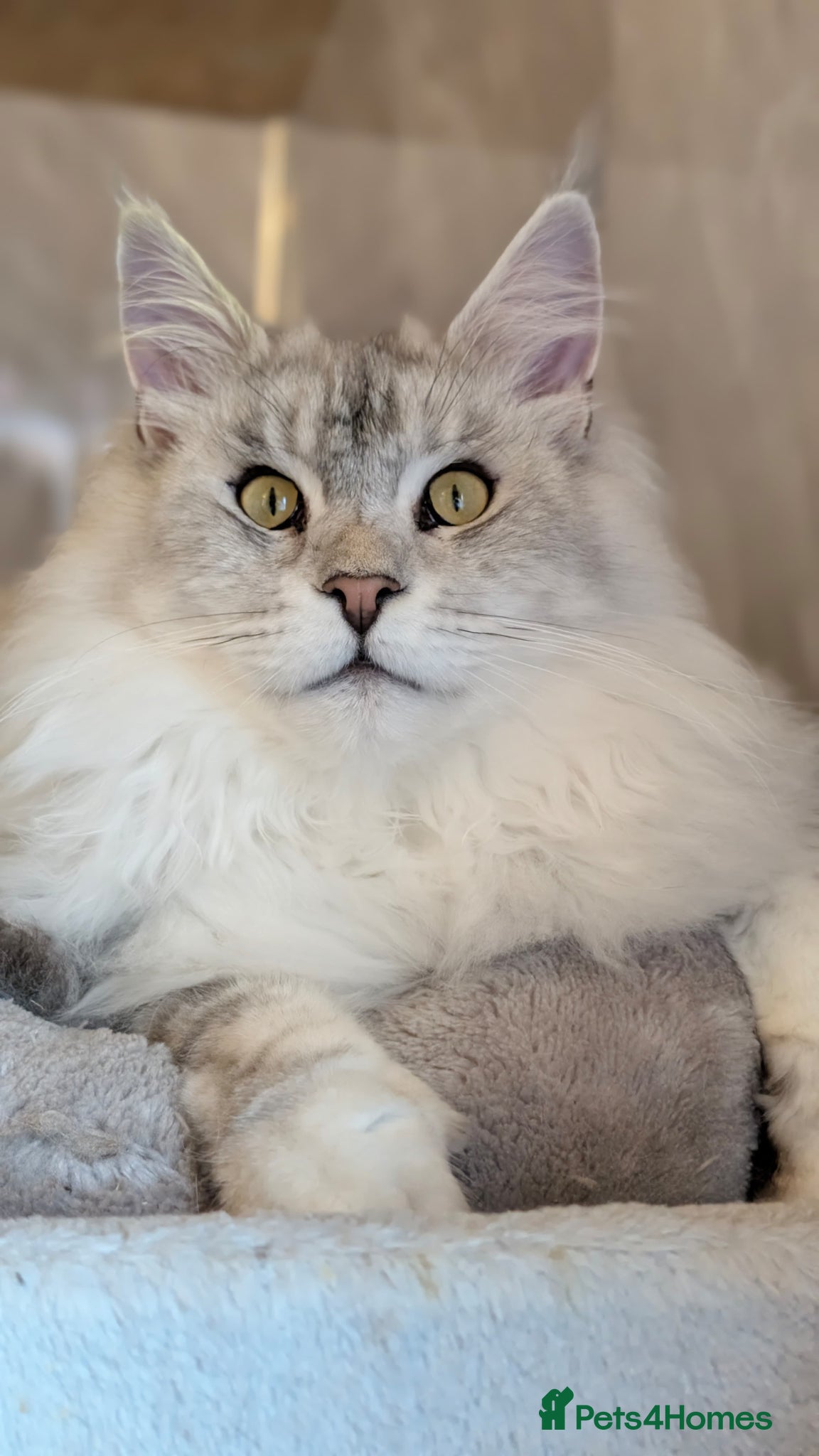 Maine Coon cats for stud: Stud service  - Advert 3