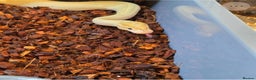Python Snake reptiles for sale: Multiple adult female royal python  - Advert 2