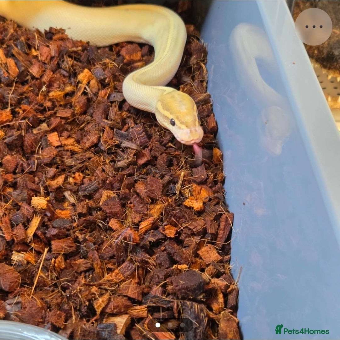 Python Snake reptiles for sale: Multiple adult female royal python  - Advert 2