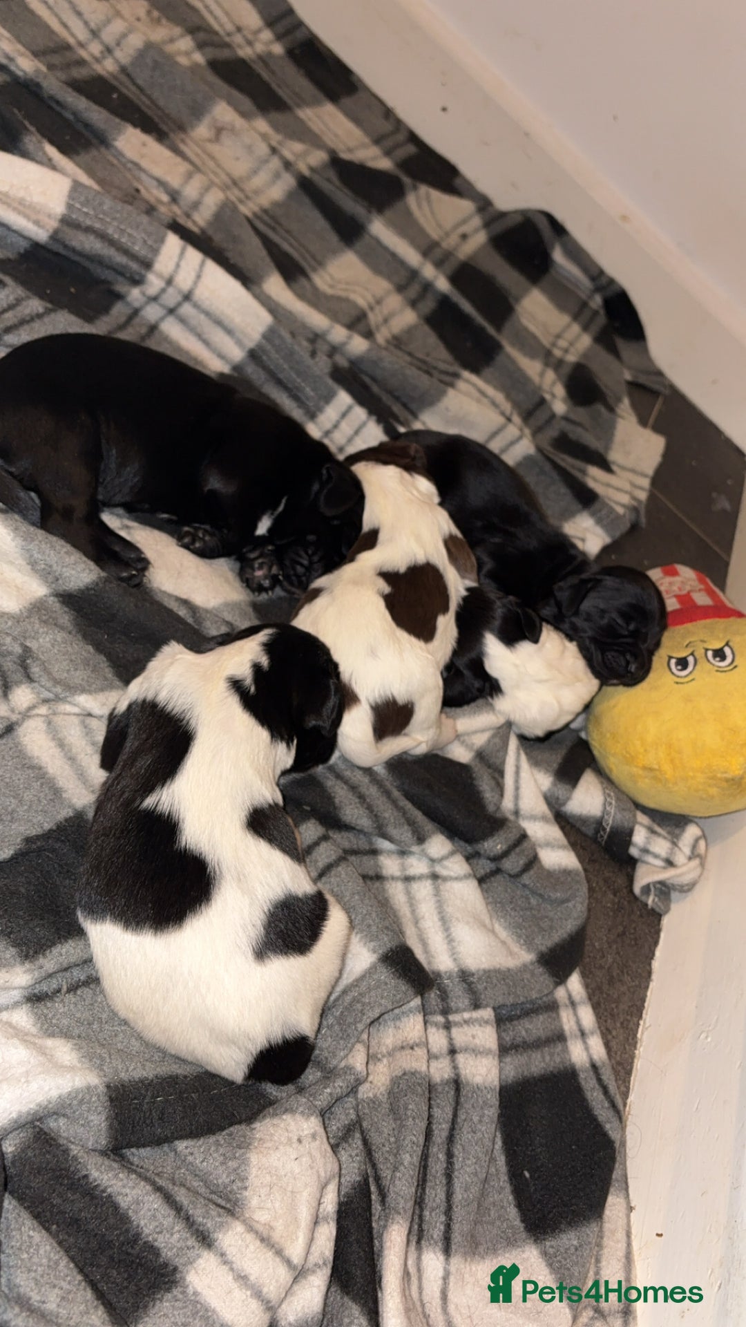 Mixed Breed dogs for sale: 5 BEAUTIFUL SPRINGER/SPROCKER PUPPIES FO SALE  - Advert 25
