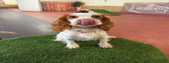 Pennie 