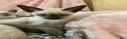 Siamese cats for sale: Siamese kittens - Advert 19
