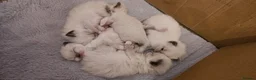 Ragdoll cats for sale: Purebred ragdoll  kittens  - Advert 3