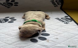 Dachshund dogs for sale: Litter of miniature dachshunds born 12/9/25 - Image 13