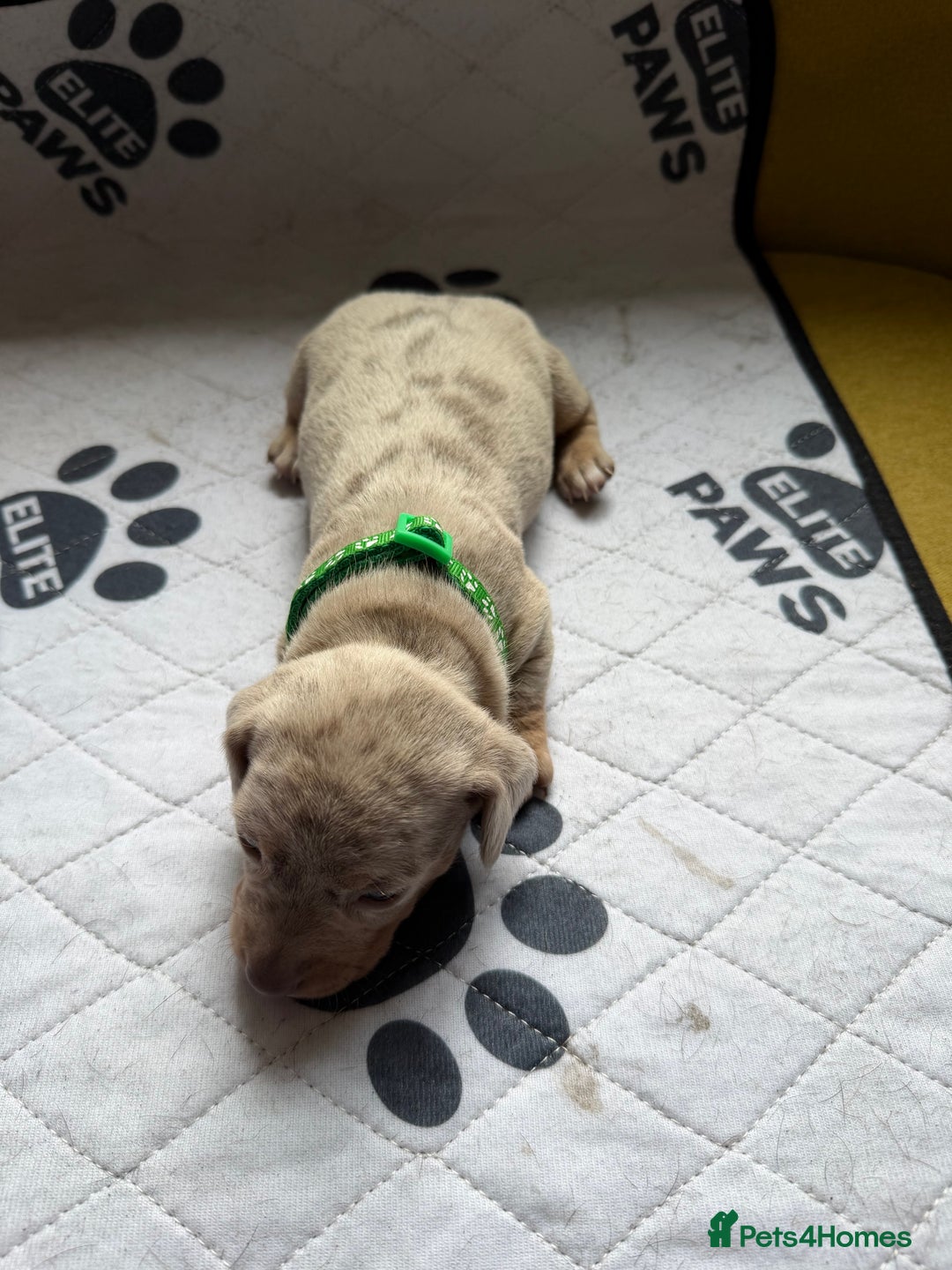 Dachshund dogs for sale: Litter of miniature dachshunds born 12/9/25 - Image 13