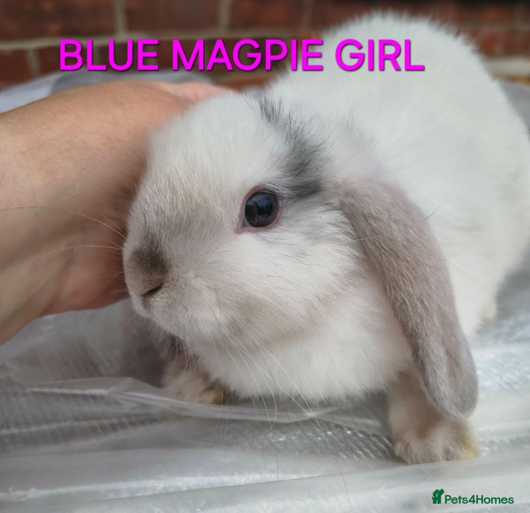 Mini Lop rabbits Gorgeous mini lop baby girl left  - Advert 5