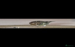 Canaries birds for sale: Two Canary Birds for sale, £20 each - Image 18
