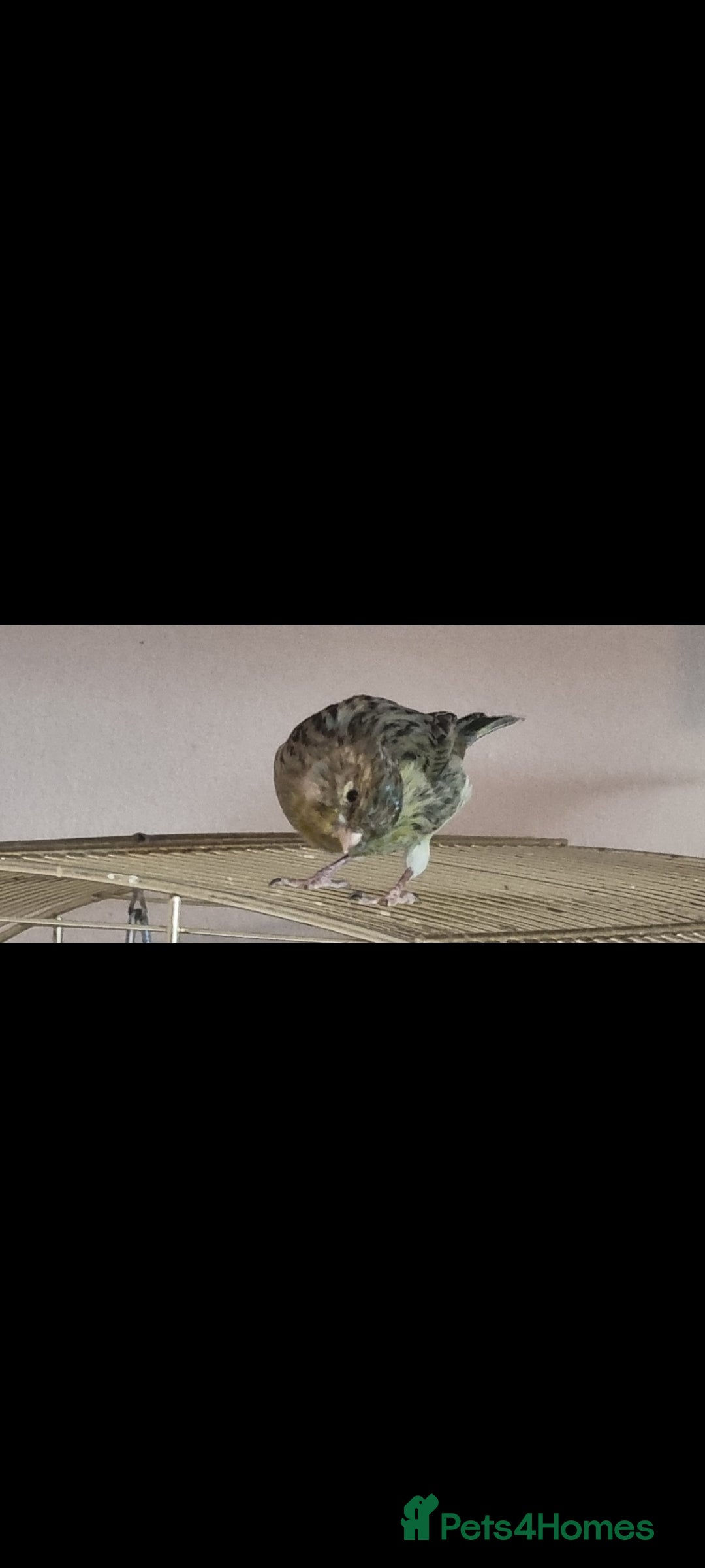 Canaries birds for sale: Two Canary Birds for sale, £20 each - Image 18