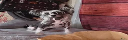 Chinese Crested dogs for sale: Rare Chinese Crested Puppies - Advert 2