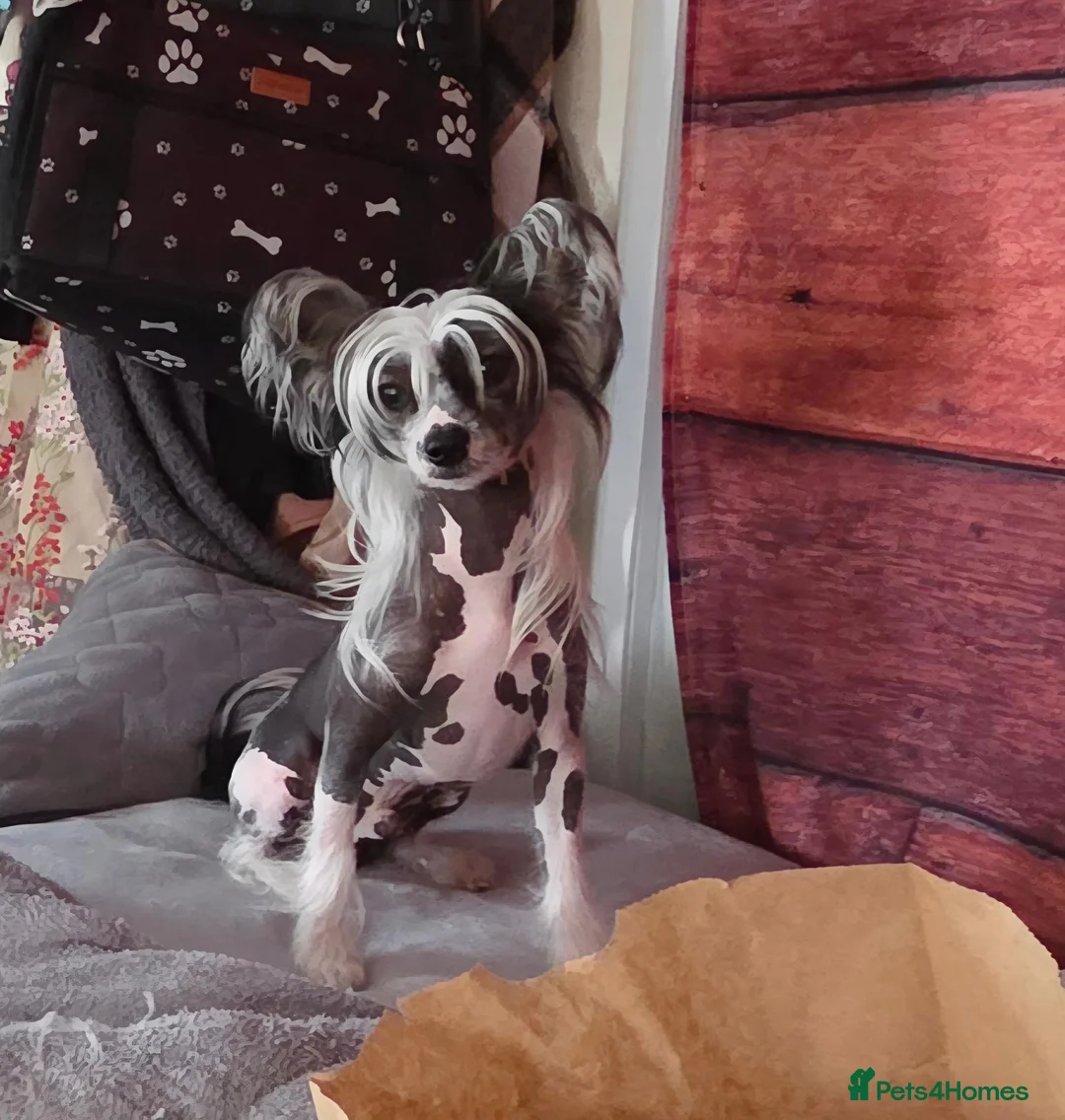 Chinese Crested dogs for sale: Rare Chinese Crested Puppies - Advert 2
