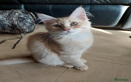 Maine Coon cats for sale: Maine coon x sphynx kittens - Image 13