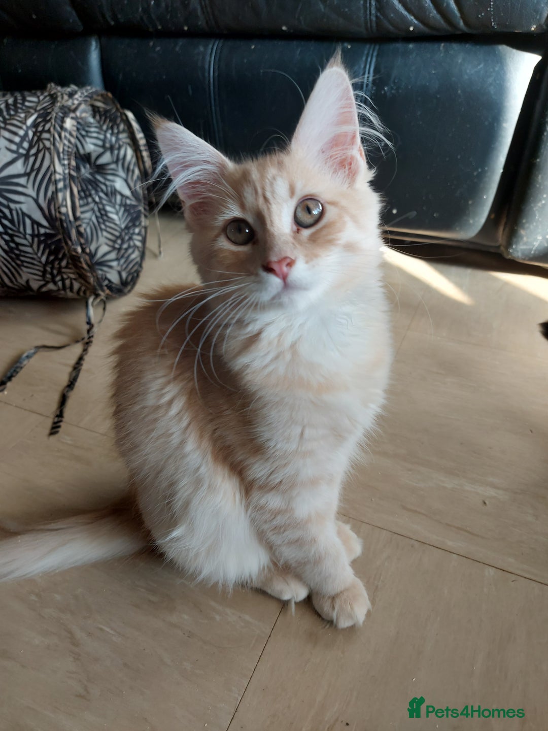 Maine Coon cats for sale: Maine coon x sphynx kittens - Image 13