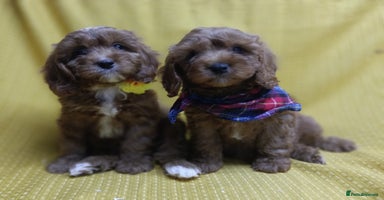 Cavapoo dogs - Advert 3