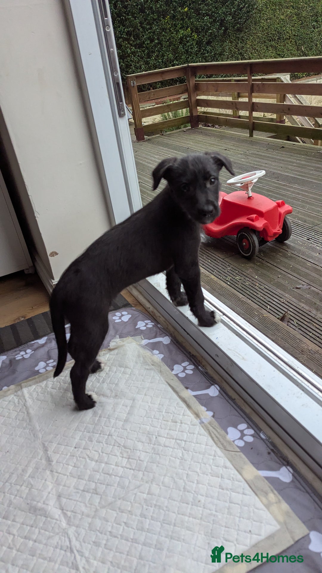 Mixed Breed dogs for sale: Lovely Lurcher puppy for rehome - Advert 3