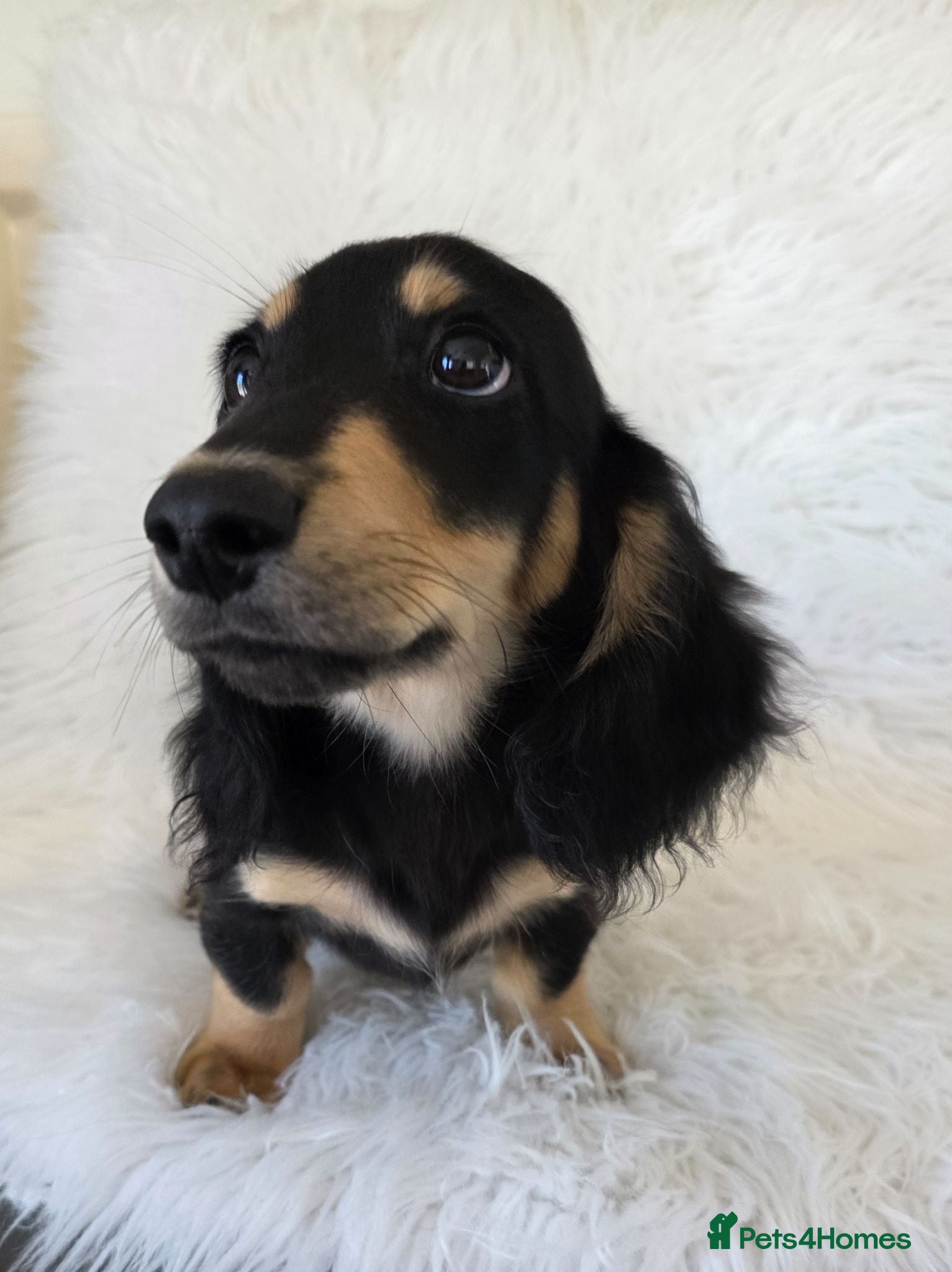 Miniature Dachshund dogs KC Long hair dachshund boys - Advert 1