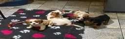 Cavalier King Charles Spaniel dogs for sale: Cavalier King Charles  - Advert 1