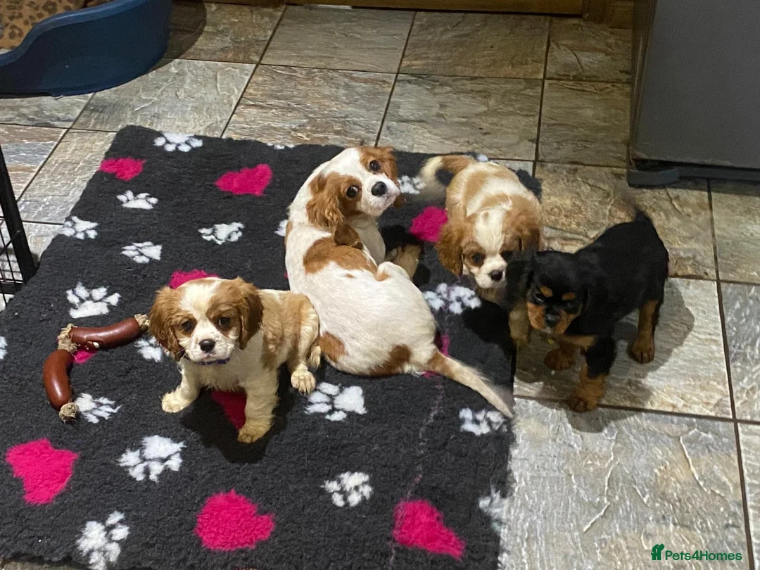 Cavalier King Charles Spaniel dogs for sale: Cavalier King Charles  - Advert 1
