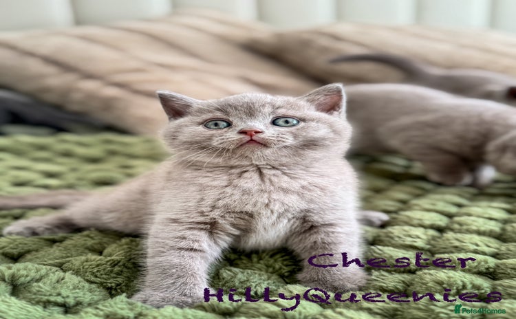 British Shorthair cats - Advert 14