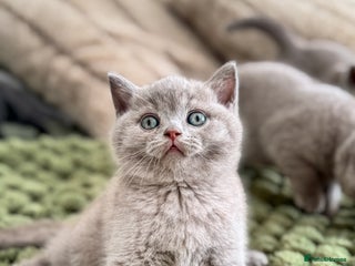 British Shorthair cats - Advert 35