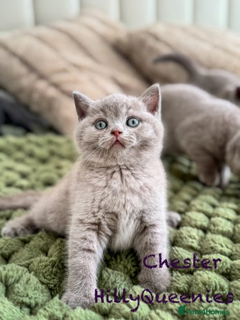 British Shorthair cats - Advert 14