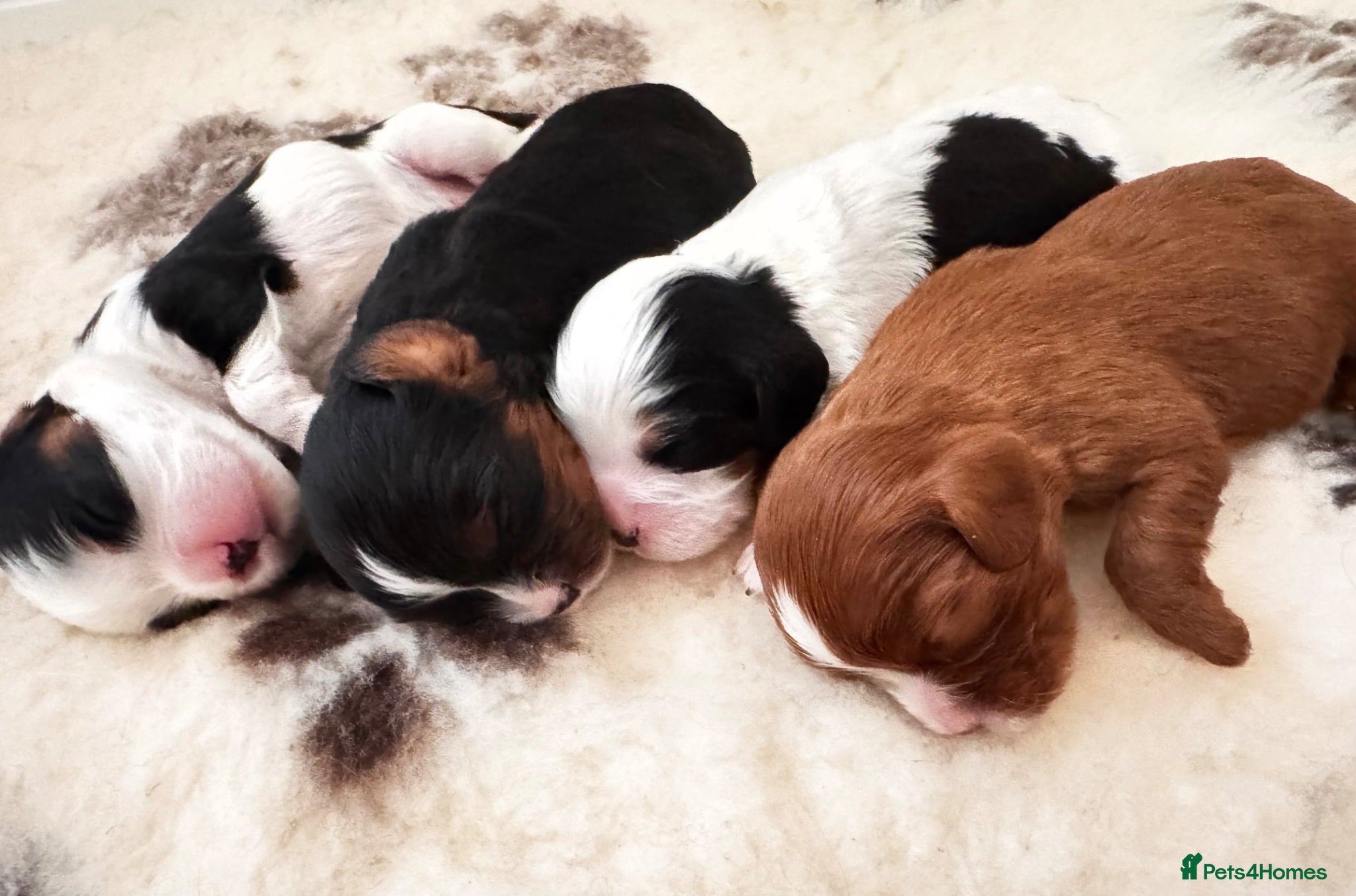 Cavalier King Charles Spaniel dogs Chocolate carriers ,Kc register , DNA tested - Advert 8