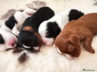 Cavalier King Charles Spaniel dogs Chocolate carriers ,Kc register , DNA tested - Advert 8