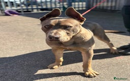 Mixed Breed dogs for sale: Here is a beautiful mix bread - Image 1