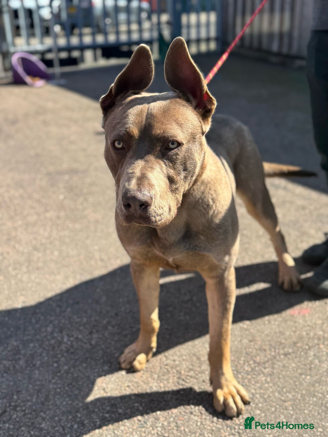 Mixed Breed dogs for sale: Here is a beautiful mix bread - Image 1