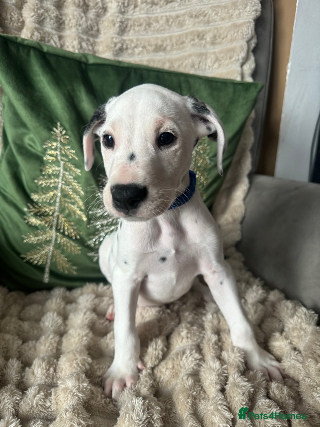 Dalmatian dogs for sale: PEDIGREE Dalmatian Puppies ready NOW - Advert 20