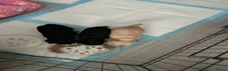 Chihuahua dogs for sale: Chihuahua pups for sale - Advert 2