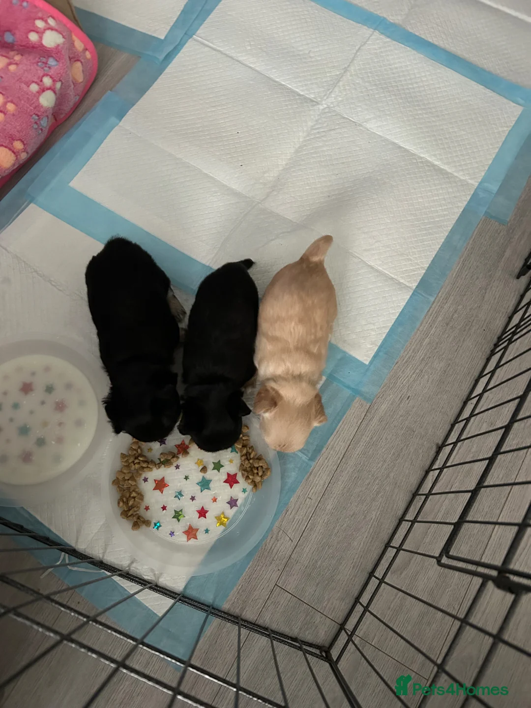Chihuahua dogs for sale: Chihuahua pups for sale - Advert 2