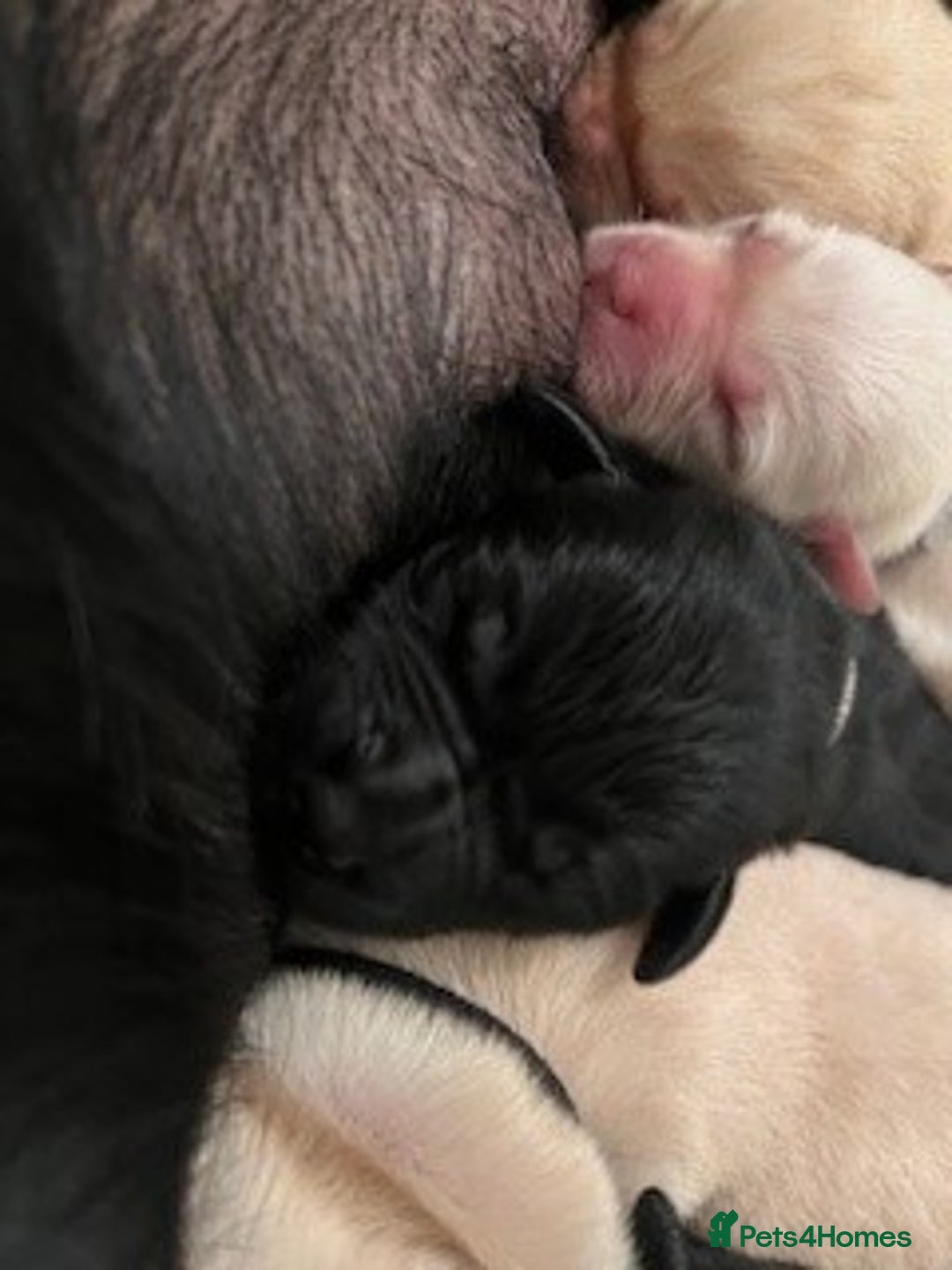 Labrador Retriever dogs for sale: Lucy's Puppies have arrived! - Image 6