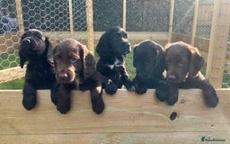 Cocker Spaniel dogs for sale: KC Working Cocker Chocolate Puppy - Image 6