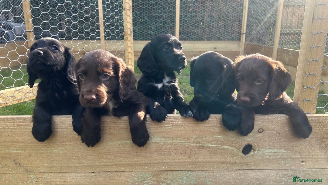 Cocker Spaniel dogs for sale: KC Working Cocker Chocolate Puppy - Image 6