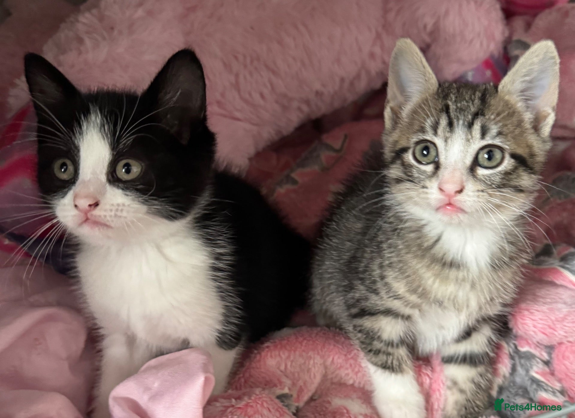 British Shorthair cats 2 girl kittens for sale  - Advert 6
