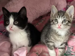 British Shorthair cats 2 girl kittens for sale - Advert 6