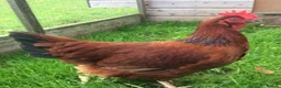 Chickens poultry for sale: Blacktail cockerel chicks available - Advert 2