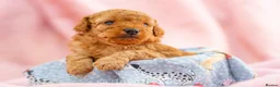 Toy Poodle dogs for sale: 🐶🐾Toy Poodle Puppies 🐾🐶 in Tunbridge Wells - Advert 20